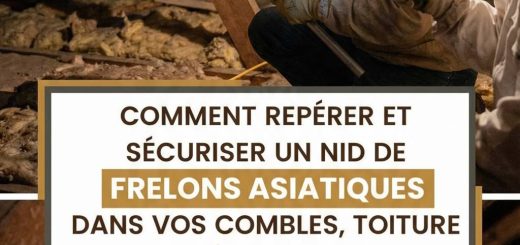Comment repérer et sécuriser un nid de frelon asiatique dans les combles, toitures et dépendances de votre maison