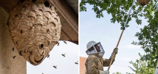 Guêpes asiatiques : comment s’en débarrasser efficacement et faire détruire un nid par un spécialiste