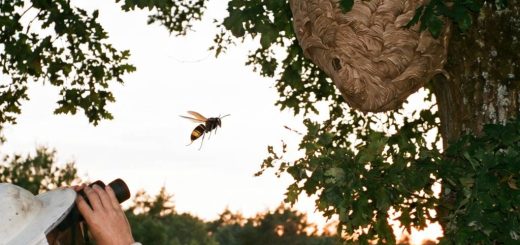 Comment trouver un nid de frelons asiatiques