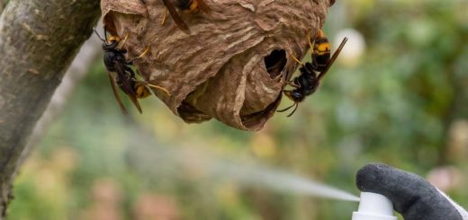 Petit nid de frelons asiatiques : comment s’en débarrasser rapidement