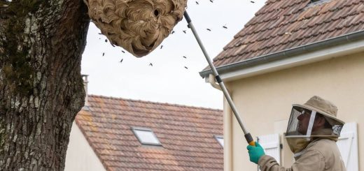Frelons asiatiques que faire face à un nid chez vous ou dans votre ville