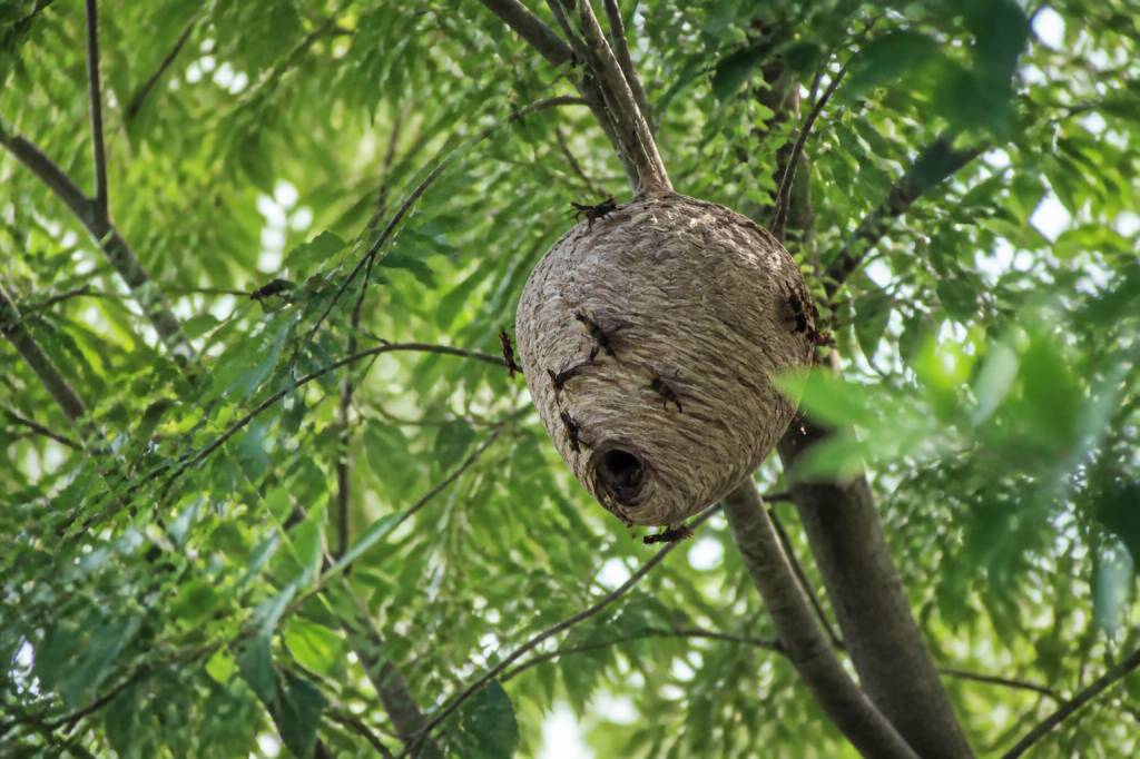 Destruction nid de guepes Lyon : à qui faire appel en cas de frelon asiatique ?