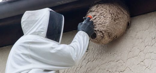 Destruction nid de guepes Villeurbanne : comment se débarrasser du frelon asiatique en urgence