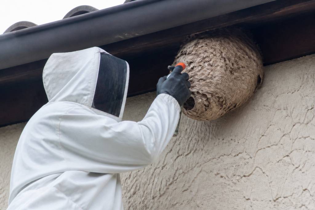Destruction nid de guepes Villeurbanne : comment se débarrasser du frelon asiatique en urgence