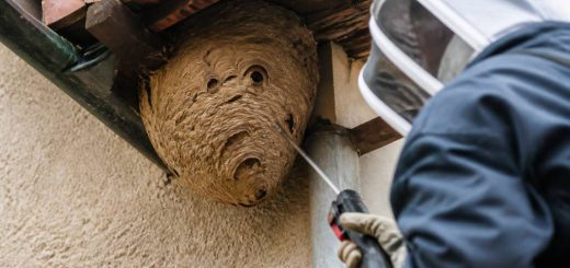 Destruction nid de guepes Givors : frelon asiatique et Givors, pourquoi faire intervenir un professionnel