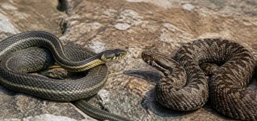 Couleuvre ou vipère : comment les différencier et réagir face à un serpent