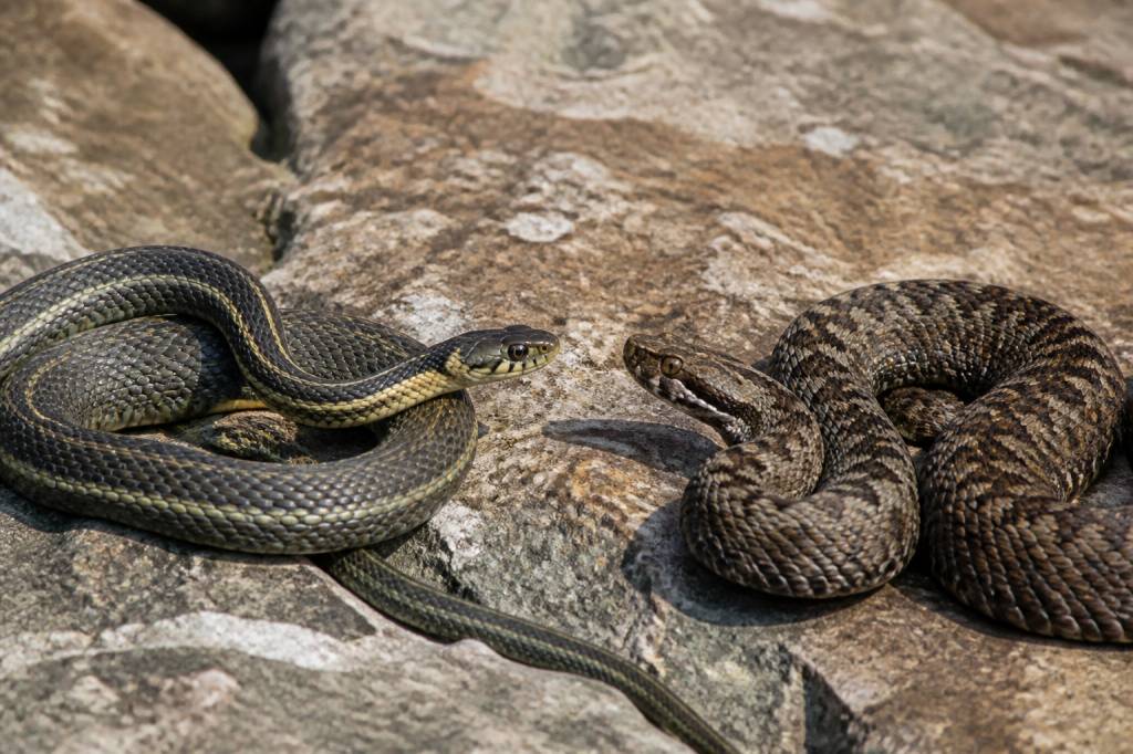 Couleuvre ou vipère : comment les différencier et réagir face à un serpent