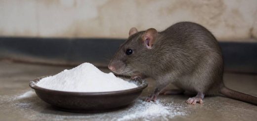 Dosage bicarbonate de soude pour tuer les rats