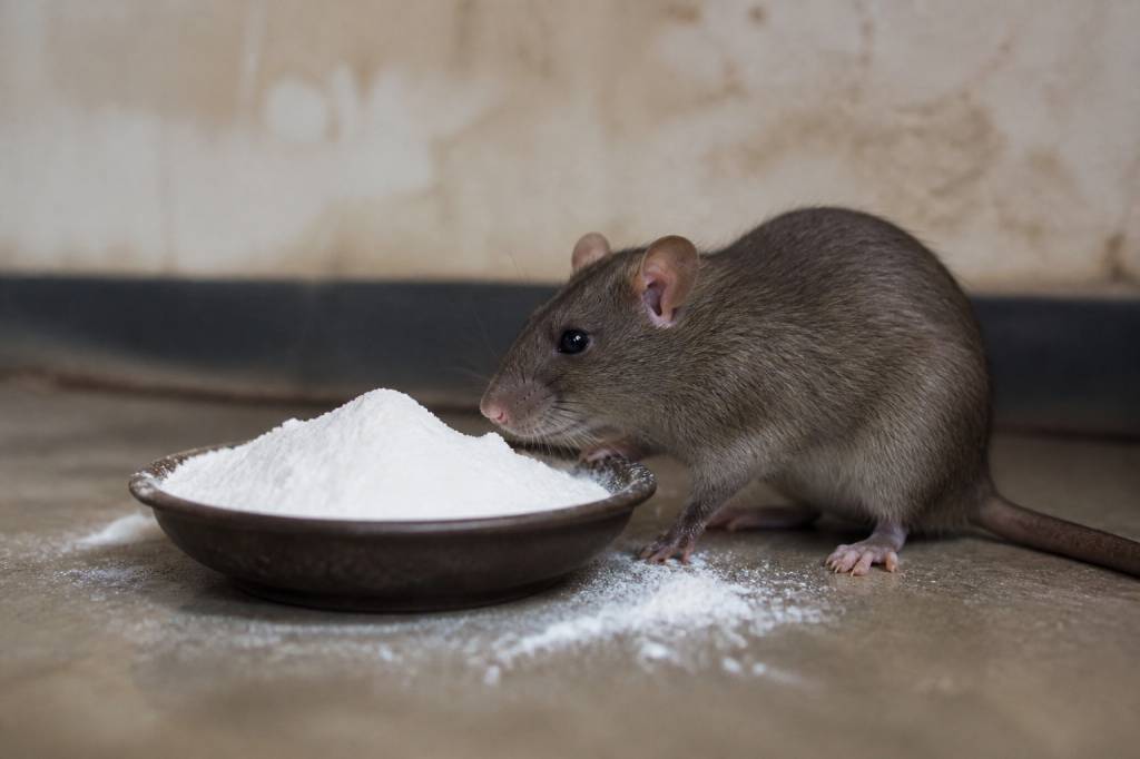 Dosage bicarbonate de soude pour tuer les rats