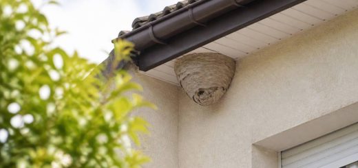 Destruction nid de guepes Bron : les solutions pour sécuriser votre habitation