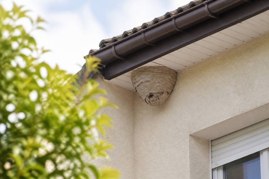 Destruction nid de guepes Bron : les solutions pour sécuriser votre habitation