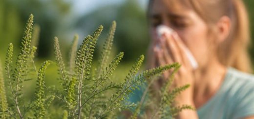 Pollens ambroisie : risques allergiques et solutions pour s’en protéger