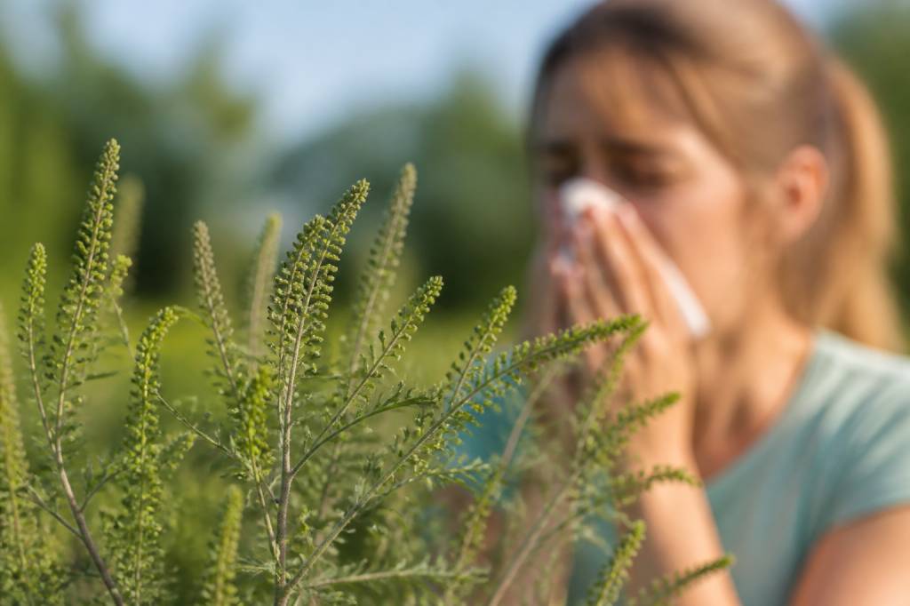 Pollens ambroisie : risques allergiques et solutions pour s’en protéger