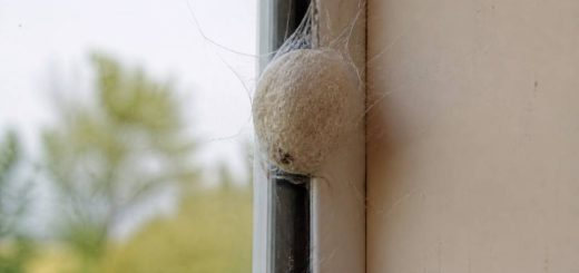 Cocon d araignée fenetre : comment s’en débarrasser efficacement