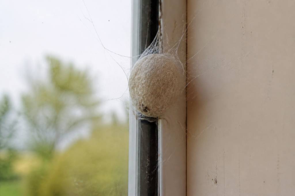 Cocon d araignée fenetre : comment s’en débarrasser efficacement