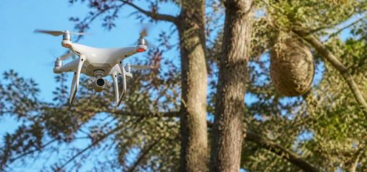Drone frelons asiatiques : une solution pour repérer les nids en hauteur