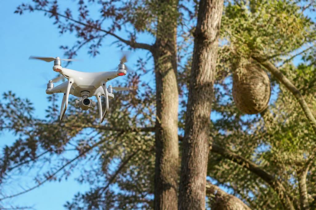 Drone frelons asiatiques : une solution pour repérer les nids en hauteur