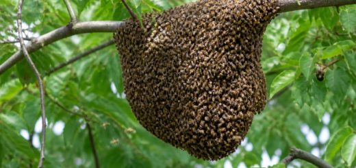 Essaim d abeilles qui se déplace : que faire et à qui faire appel ?
