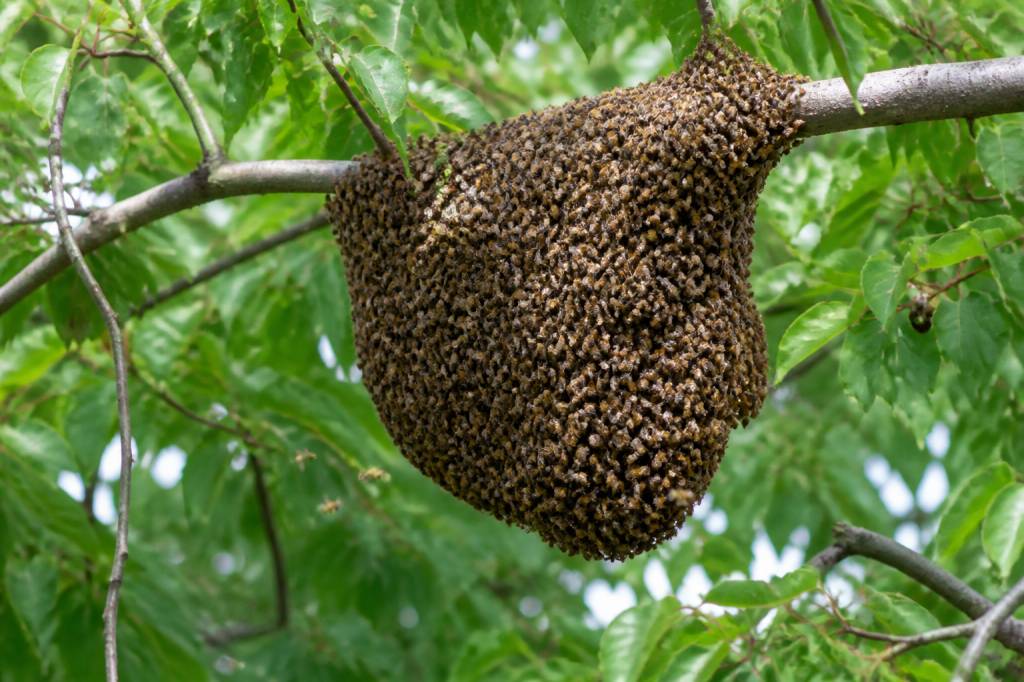 Essaim d abeilles qui se déplace : que faire et à qui faire appel ?