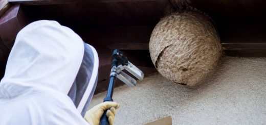 Destruction nid de guepes Chaponost : que faire après la découverte d’un nid