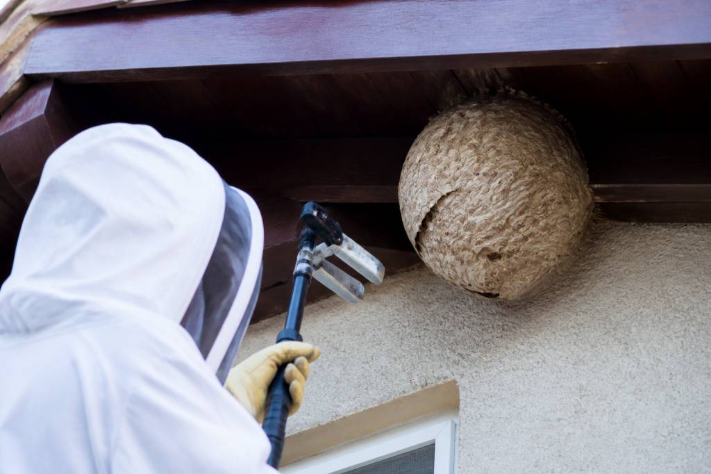 Destruction nid de guepes Chaponost : que faire après la découverte d’un nid
