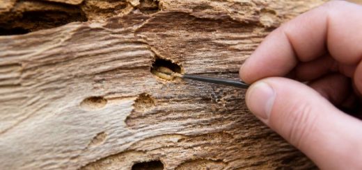 Comment savoir si les vrillettes sont encore dans le bois