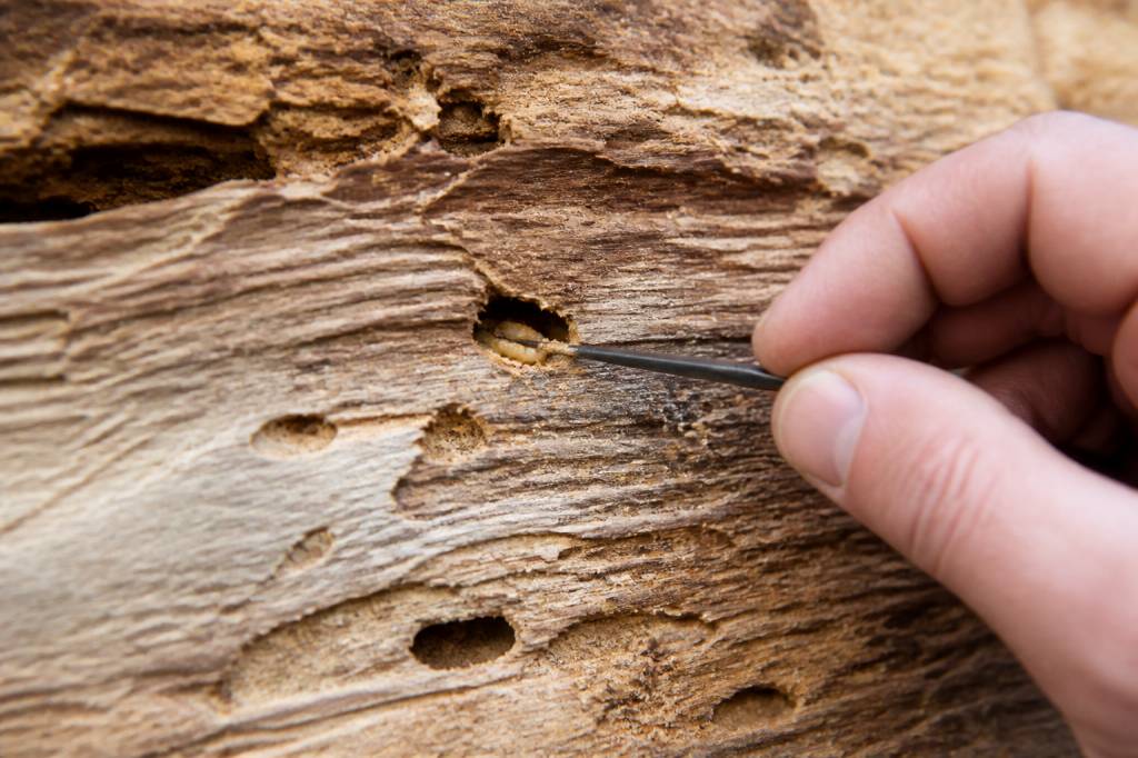 Comment savoir si les vrillettes sont encore dans le bois
