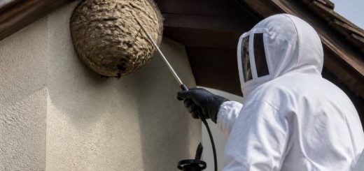 Allo frelons : destruction de nids de frelons asiatiques en France