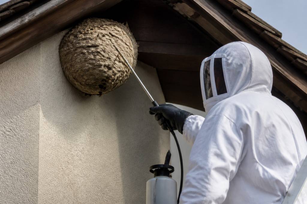 Allo frelons : destruction de nids de frelons asiatiques en France