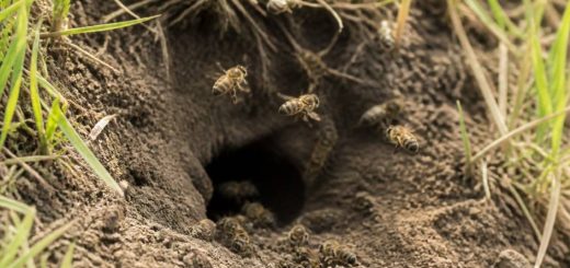 Abeille nid dans la terre : que faire et comment réagir ?
