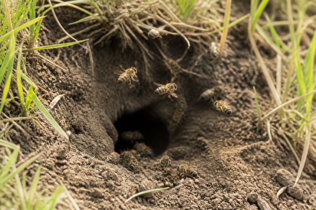 Abeille nid dans la terre : que faire et comment réagir ?