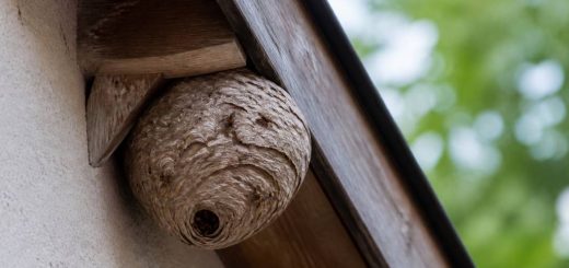 Destruction nid de guepes Saint Genis Laval : comment agir face à un nid dangereux