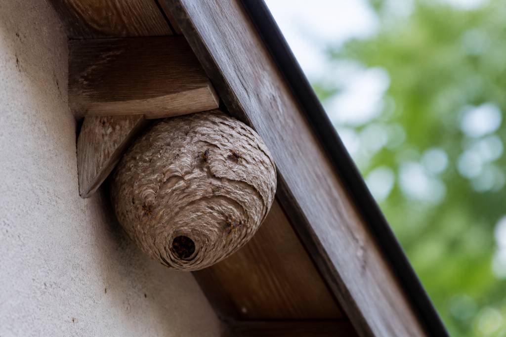 Destruction nid de guepes Saint Genis Laval : comment agir face à un nid dangereux