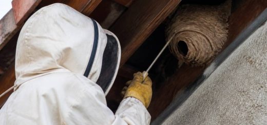 Destruction nid de guepes Saint Didier au mont d'Or : spécialiste et intervention contre les nids de guêpes