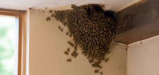 Essaim d'abeilles dans la maison : que faire et qui appeler ?