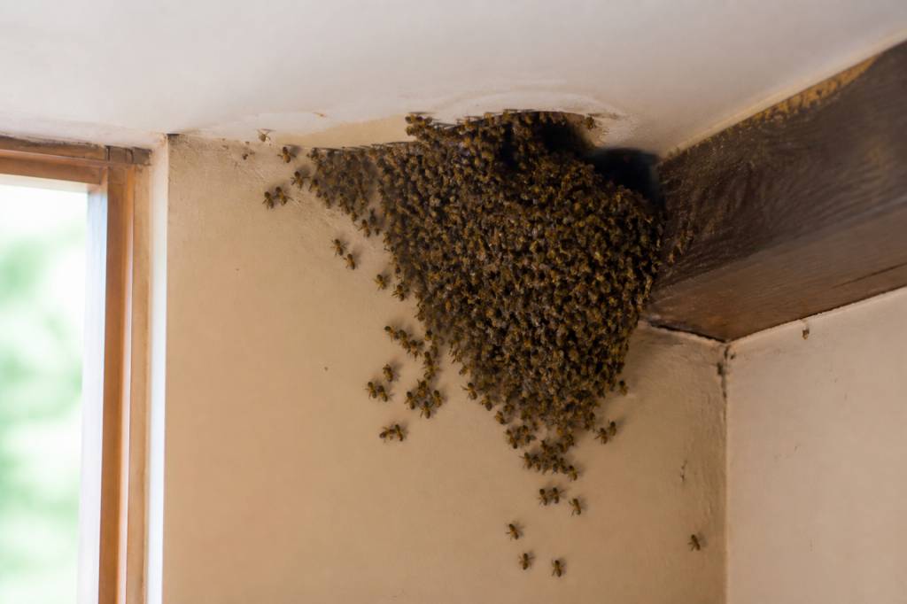 Essaim d'abeilles dans la maison : que faire et qui appeler ?