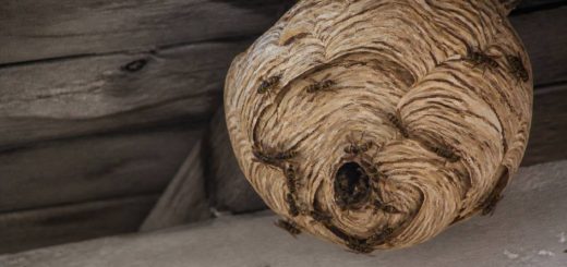 Destruction nid de guepes Charbonnieres les bains : comment se débarrasser d’un nid de guêpes