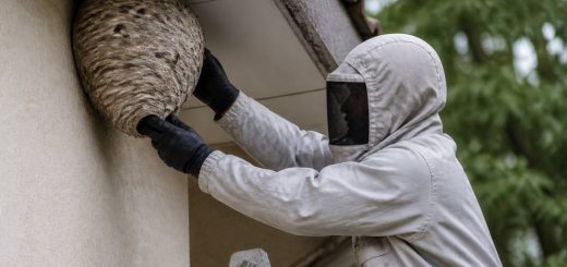 Destruction nid de guepes Saint Priest : pourquoi contacter une entreprise spécialisée