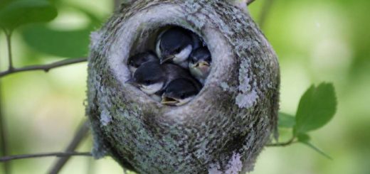 Nid de mésange à longue queue : identification et protection des oiseaux au jardin