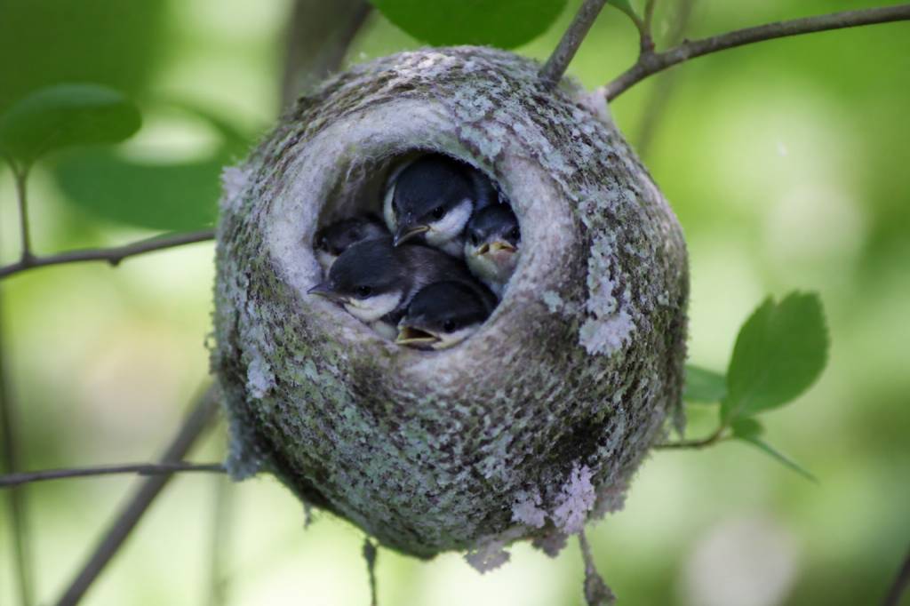 Nid de mésange à longue queue : identification et protection des oiseaux au jardin