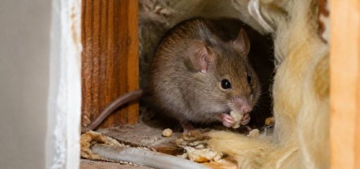 Que mange les souris dans les murs ?