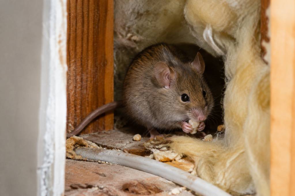 Que mange les souris dans les murs ?