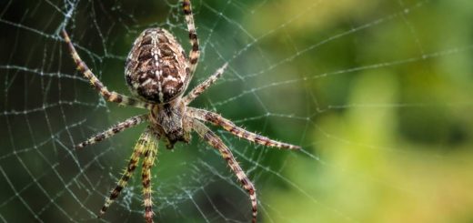 Araignée de campagne : comment l’identifier et s’en débarrasser efficacement