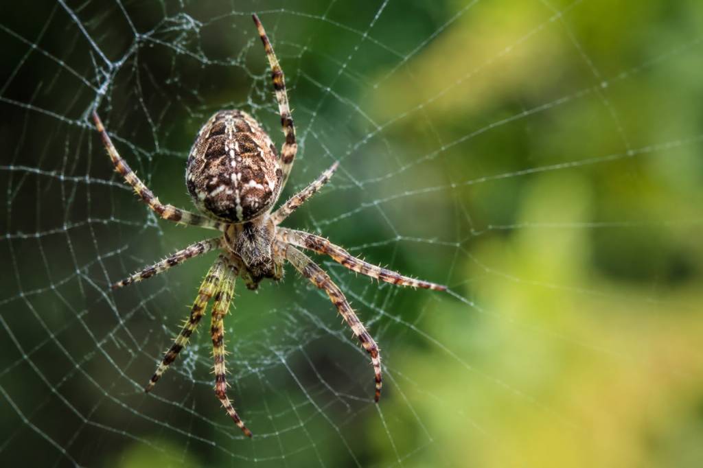 Araignée de campagne : comment l’identifier et s’en débarrasser efficacement