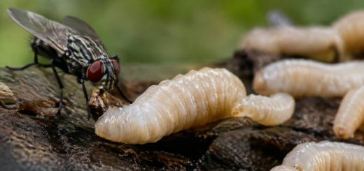 Larve de mouche : cycle de vie, identification et méthodes pour s’en débarrasser