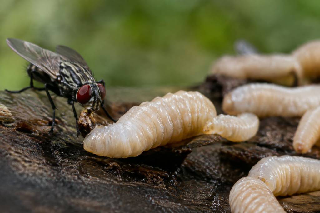 Larve de mouche : cycle de vie, identification et méthodes pour s’en débarrasser