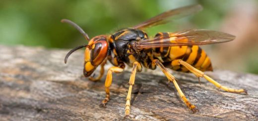 Guêpe orangé : comment l’identifier et s’en débarrasser en toute sécurité