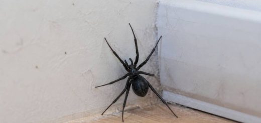 Araignée noir maison : comment s’en débarrasser efficacement ?