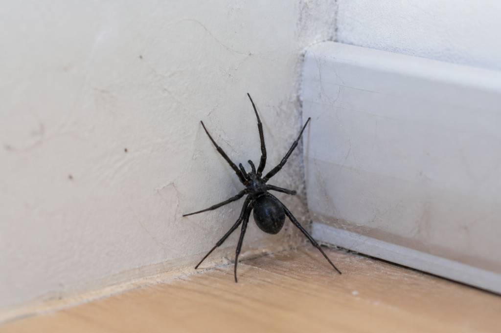 Araignée noir maison : comment s’en débarrasser efficacement ?