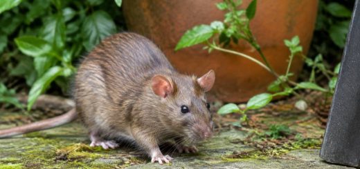 Rat au jardin : danger pour la maison et solutions pour s’en débarrasser
